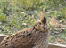 Mixed Colour Bobwhite Quail Hatching Eggs