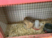 Jumbo quail