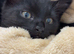 Ragdoll black fluffy needs home this week