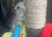 BSH Silver Ticked and Blue Ticked  Shaded