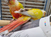 Proven pair mutatation conure