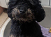 MINIATURE POODLE PUPPIES RED & TAN + BRINDLE