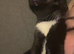 Male kitten