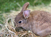 Bunnies for sale now!