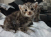 British Shorthair X