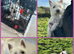 West Highland Terrier Pups