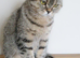 Stunning Active British Shorthair