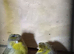 Canaries