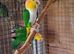 Green Thighed Caiques