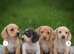 Cream Miniature Smooth Haired dachshunds Ready for their forever homes