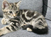 Tabby