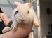 Rabbit&rsquo;s family