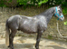 13.3 4 yr old project  Connemara x gelding