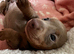 Beautiful Miniature Dachshund Puppies