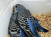 Baby budgies looking for new home , 6 weeks old excellent age for taming