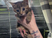 4 Tabby kittens