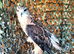 Ferruginous Hawk (Male)