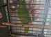 Amazon parrot