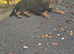 German rottweiler for sale