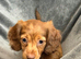 Miniature dachshund