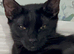 Maine coon kittens looking for their forever home two beautiful boys left full bread Maine coons
