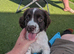 English springer spaniel puppy