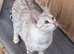 Retired Bengal female for rehoming
