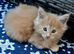 Maine Coon Kittens &ndash; Big, Friendly, Home‑Raised