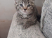 Tabby and tortie kittens