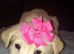 Stunning girl for sale