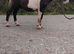 Black and white Shetland colt