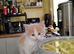 Last little girl stunning unusual combination of ragdoll