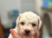 Beautiful Curly-Coated Bichon Cross Puppies – Raised in Family Home