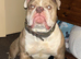 Olde English bulldog