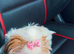 KC Imperial Shih Tzu female puppy