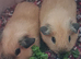 PURE CALIFORNIAN BABIES