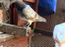 Young tippler pigeons