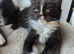 Magical Ragdoll kittens