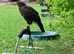 Female Harris Hawk