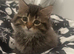 Maine coon kitten