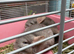 2 chinchillas