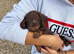 For sale is my dachshund puppies