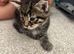 2 Female Kittens
