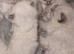 Beautiful Ragdoll kittens