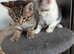 Bengal cross kittens ready now