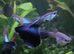 Mix guppies + endlers