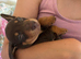 Beautiful Dachshund Puppies