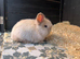 2 Female MiniLionLops for Sale