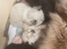 Cute mix ragdoll and BS champions are  for you