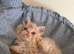 GCCF registered Persian kittens